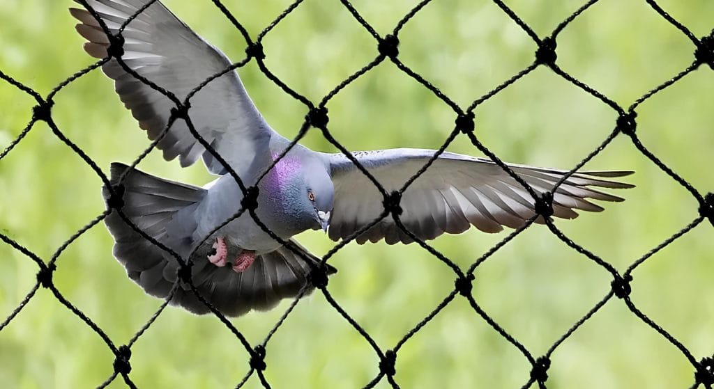 adana kuş filesi, kuş filesi adana, adana kuş filesi fiyatları, adana kuş önleme filesi, adana balkon filesi, adana balkon güvenlik filesi, adana balkon filesi fiyatları, adana balkon koruma filesi, balkon filesi adana, balkon filesi,